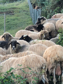 cultural routes council europe rutas culturales rutes culturals trashumancia transhumància transhumance tt&rr avaluació evaluación evaluation patrimoni patrimonio heritage tenerife canarias canary island tono vizcaíno estevan